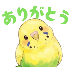 セキセイインコ【黄ハルクイン】