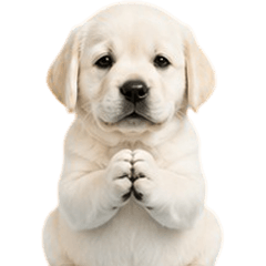 MooToon Cute Labrador