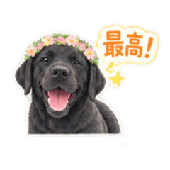 黒ラブの1日