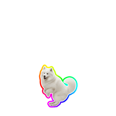 【小虹】サモエド