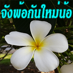 Plumeria of happiness northeast V. 2