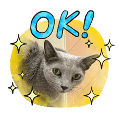 日常使いのロシアンブルー