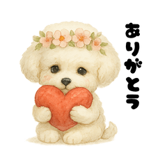 ビションフリーゼのフリーゼちゃん　日常編