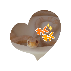 ヘビの福ちゃん