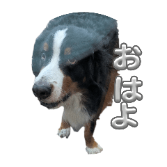 ロビンの色々スタンプ！