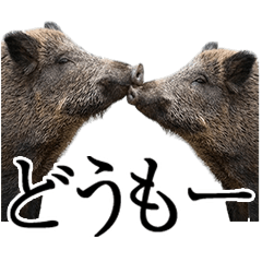 BIG! 【デカ文字】ずっと使えるイノシシ