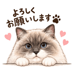 ふわふわラグドールと毎日