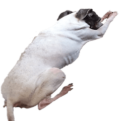 Life with Japanese terrier