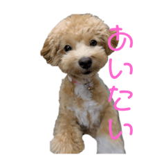 モモリン2