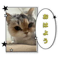 我が家のジョセフィーヌ