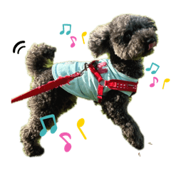 わが家のもふもふわんズ