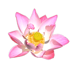 Waterlily (Lotus) & Bird