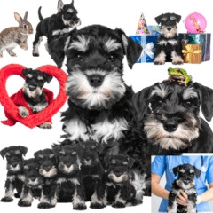 ミニチュアシュナウザーの赤ちゃん　実写