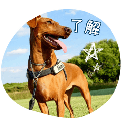 うちの子ミニチュアピンシャーのスタンプ