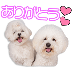 髙倉家のまる子＆みっくん＆雪之丞ちゃん