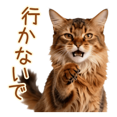 寂しさダダ漏れ★つい本音ソマリ猫