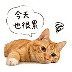 Orange Tabby Tiger