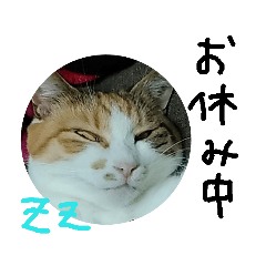 悪い顔のねこいち