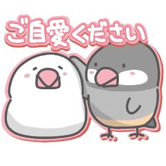 文鳥の日常色々2