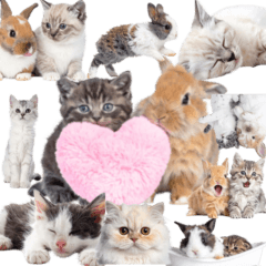 子猫と子うさぎ　実写