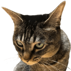 猫サムライの日常スタンプ