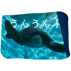 クールなウミガメ