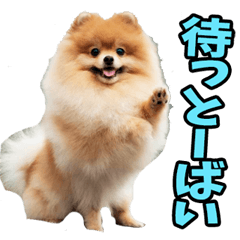 長崎弁☆ポメラニアン