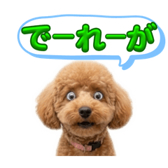 トイプードルプリティ9