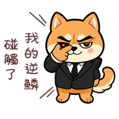 Boss Shiba Daily Life 1
