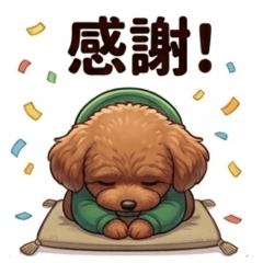 トイプードルのPeco★父の日