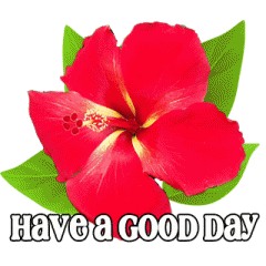 Tropical blooming flowers