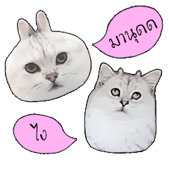 Nong Beyond and Baki Cat