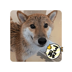 柴犬豆助スタンプ２