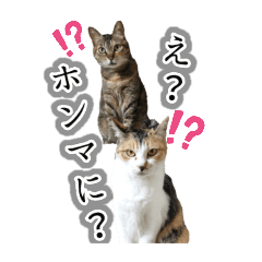 気軽に使える♪猫スタンプ