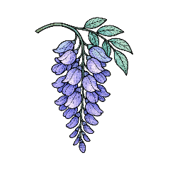 ステンドグラスのような花たち（春〜夏）