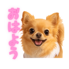 ☆毎日使える☆チワワのここあちゃん実写版