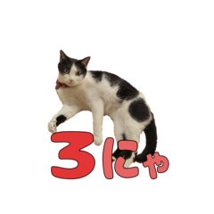 ねこのくちん Vol.3