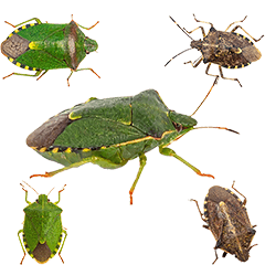 カメムシ　実写