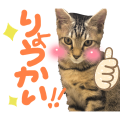 マリオリbroฅ( ̳• ·̫ • ̳ฅ)Vol.1