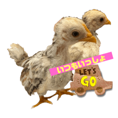 チャボシスターズ(三色碁石ちゃぼ)の日常