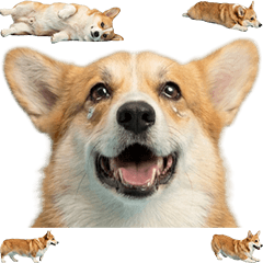 コーギー　実写