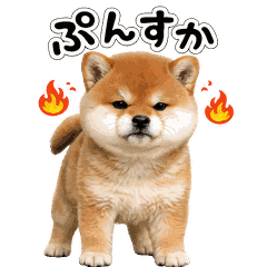 感情で生きている柴犬