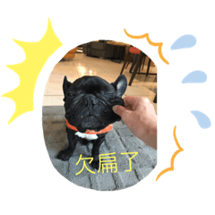 Dog-Dog_20190814170548