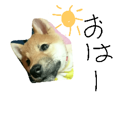 柴犬チョコ