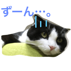 hachiware suko momotarou