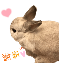 rabbit cute daily lift - U