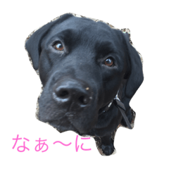 black Labrador Retriber max