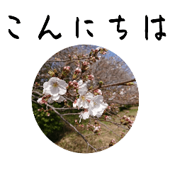桜 を 見 る 会