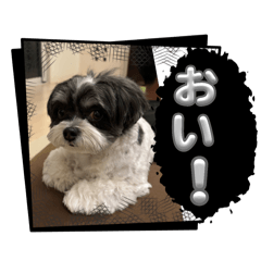 ちょこちゃんスタンプです〜