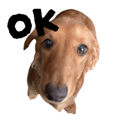 ちゃんミロスタンプ